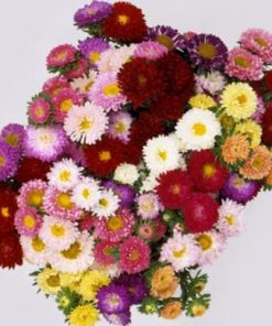 Asters Market Packs