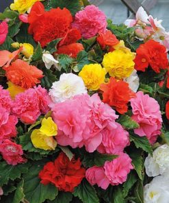 Begonia Market Packs