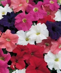 Petunia Market Pack Varieties