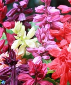 Salvia Market Pack Varieties